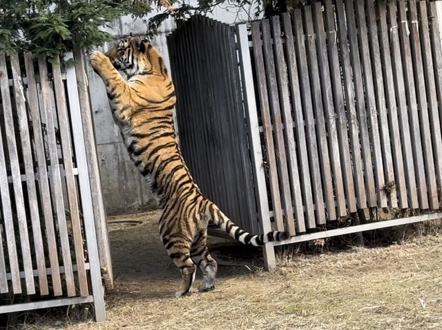 500円で見れる満足度高めの動物園🦁
