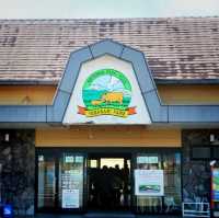 Falling for cute animals in Yamanami Farm