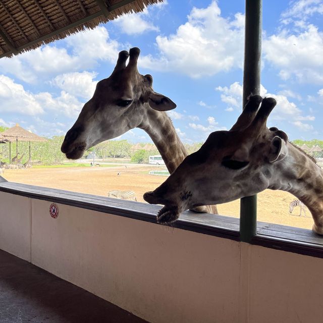 曼谷動物園Safari World🦒🐅🦧❤️
