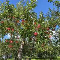 青森県 名物 りんご狩り🍎