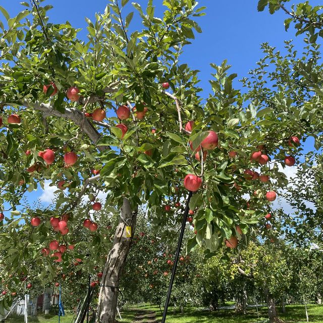 青森県 名物 りんご狩り🍎