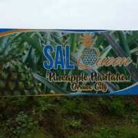 SAL'S PINEAPPLE 🍍🍍🍍 PLANTATION...