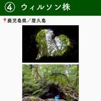 【鹿児島】行ってよかった屋久島の観光地6選