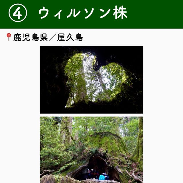 【鹿児島】行ってよかった屋久島の観光地6選