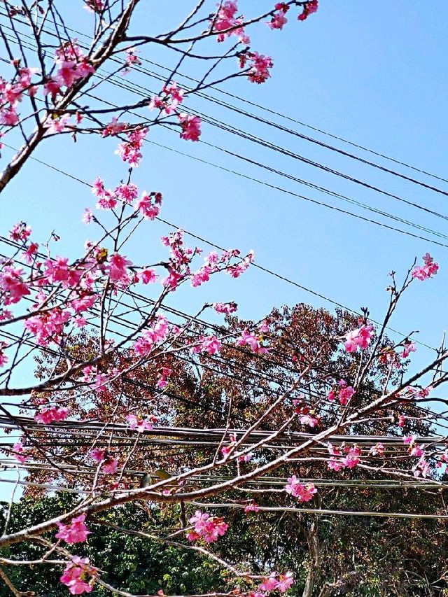 大棠有機生態園親子一日遊🌄👨‍👩‍👧‍👦