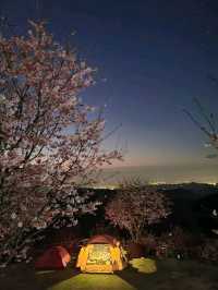 천상계 벚꽃 캠핑장