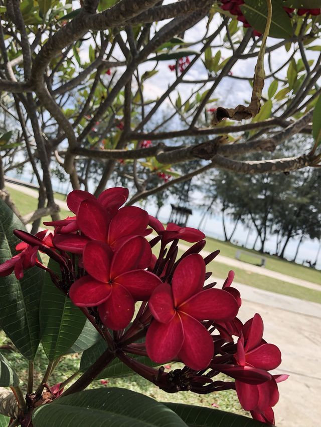 ; Pantai Cahaya Negeri, PD.✨🌊