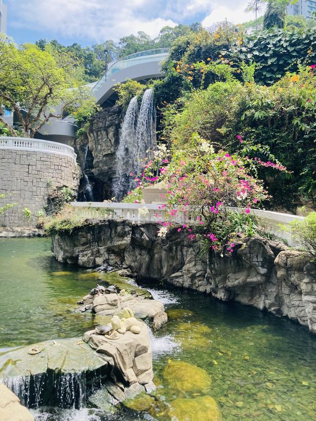 【市區散步好去處】香港公園｜欣賞小龜曬太陽。穿過大瀑布。登上鳥瞰角觀景台｜2小時散步路線