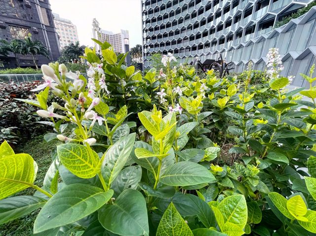 Garden in the city
