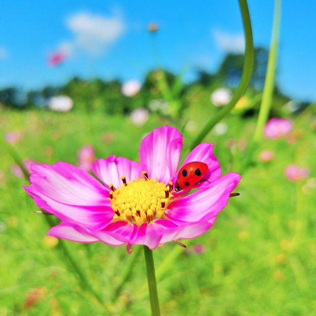 🌸 코스모스 향기 가득한 곳, 항몽유적지