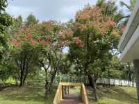 賞花攻略🌺九龍寨城公園花海