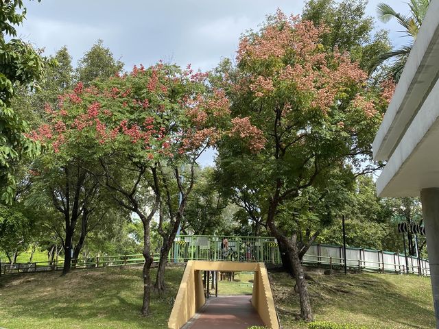 賞花攻略🌺九龍寨城公園花海
