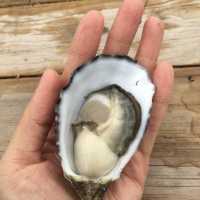 想食生蠔自己開