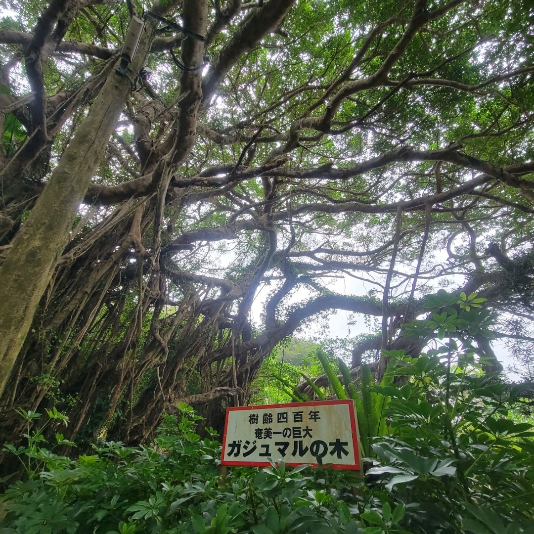 奄美大島】奄美一の巨大ガジュマルの木 | Trip.com 奄美