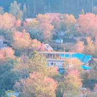 บ้านร่องกล้า​ ฟิลเหมือนหมู่บ้านญี่ปุ่น
