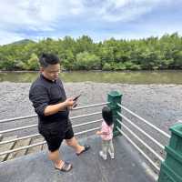 Explore the 🪵mangrove park @ Lumut 