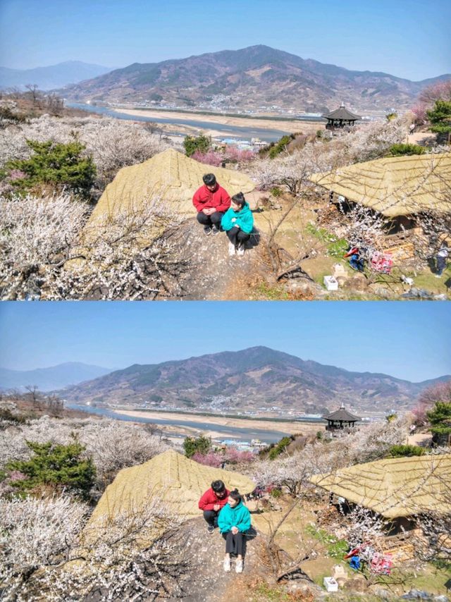 새하얀 눈꽃 내린듯 아름다운 매화꽃, 광양 매화마을🌸