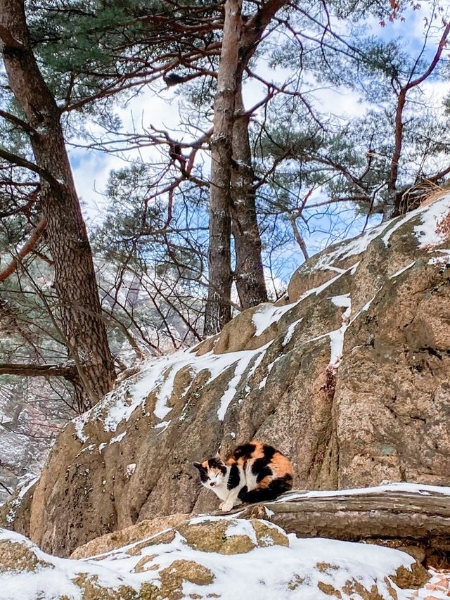 서울 등산, 도봉산 정상 찍기! ❄️