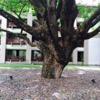 เลอ เมอริเดียน เชียงราย รีสอร์ท