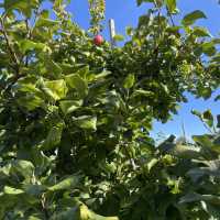 apple plum u pick 