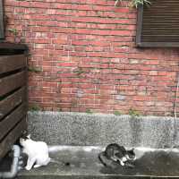 猴硐貓村