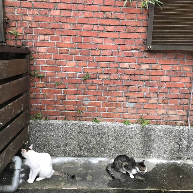 猴硐貓村