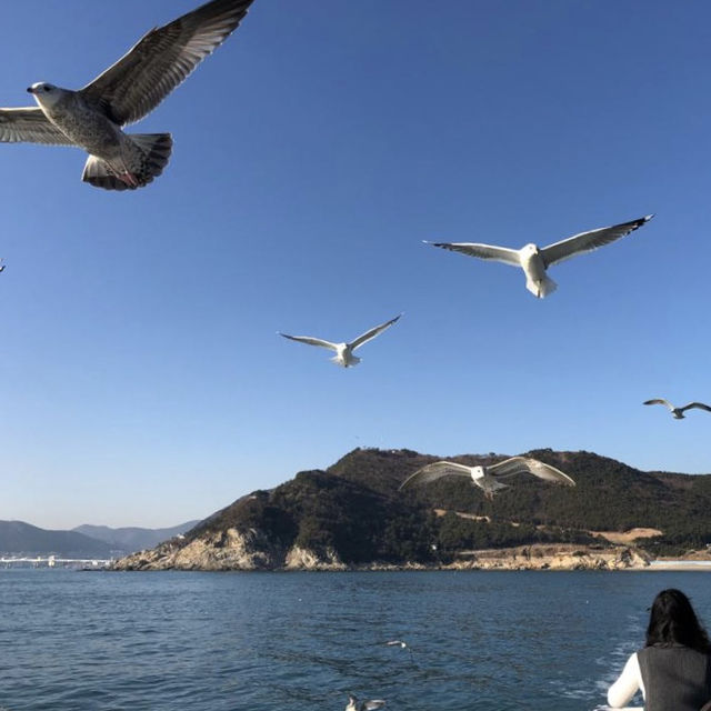 釜山太宗臺乘船🛥環島遊🏝餵海鷗