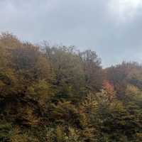 うっとりする紅葉の街道　シャキ