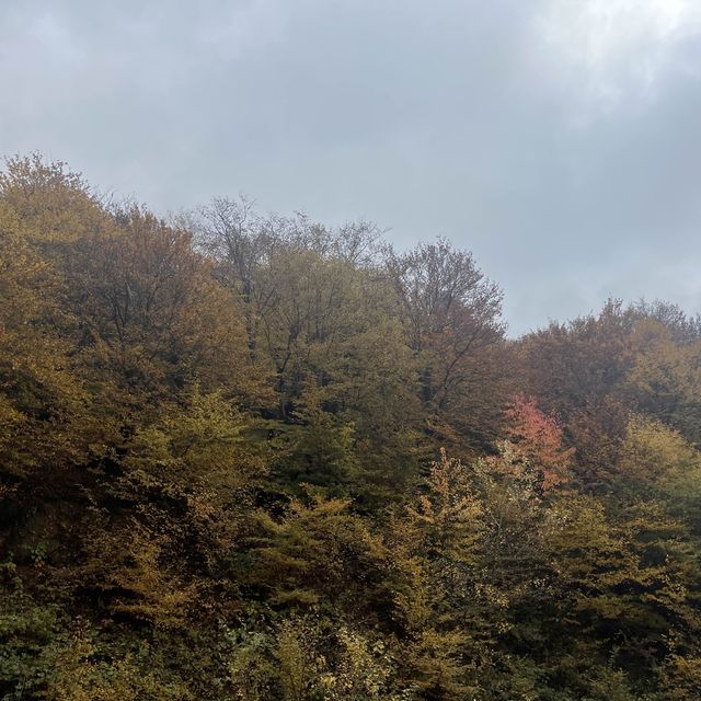 うっとりする紅葉の街道　シャキ