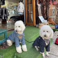 Lijiang’s Shuhe Ancient Town - Back in Time