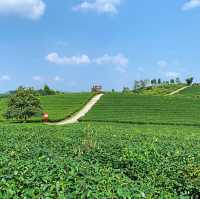 打卡廣西上林縣萬古茶園