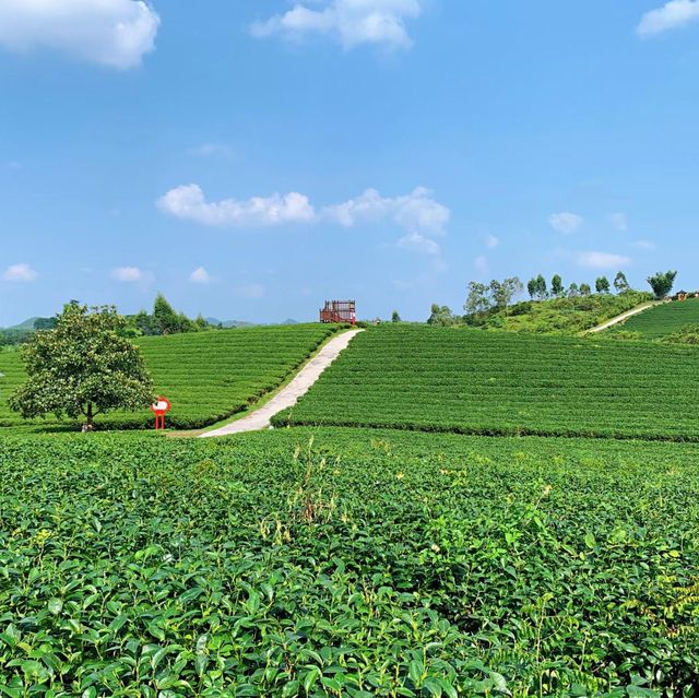 打卡廣西上林縣萬古茶園