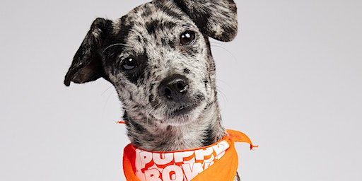 Puppy Bowl Watch Party | Best Friends Pet Resource Center in NW Arkansas