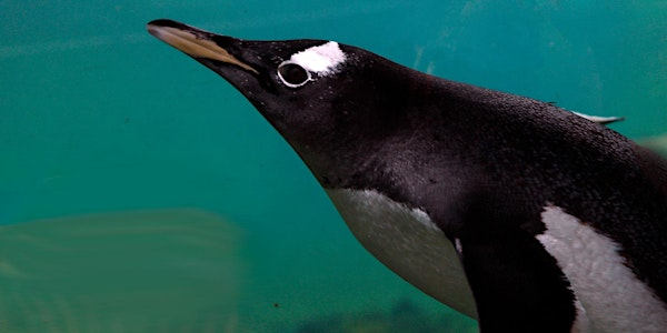 Sunrise Safari Tours: Join the Pride | Edinburgh Zoo