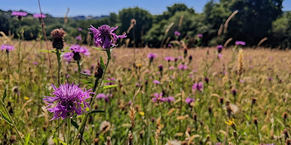 Meadow Management: Learn to Scythe | Kingcombe Visitor Centre