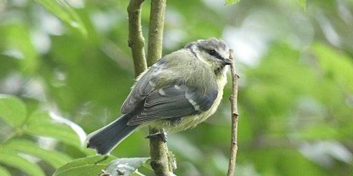Identifying Birds by Sight and Sound | Kingcombe Visitor Centre
