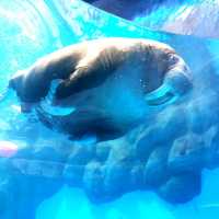 集體回憶海洋公園