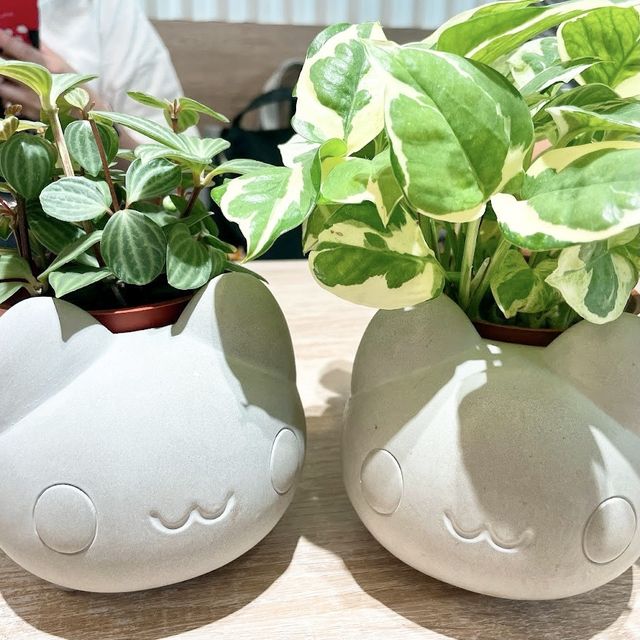 奶泡貓咖啡 🖌 跟可愛的咖波貓來場下午茶🫖約會