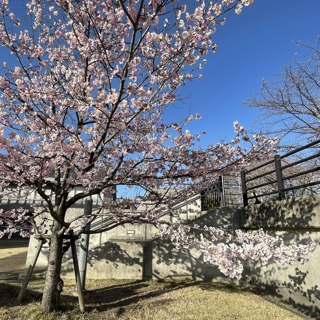 愛知県　清洲古城跡公園の桜