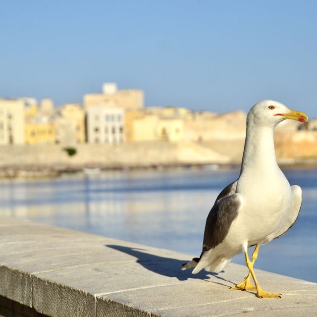 西西里島西部海邊小鎭Trapani