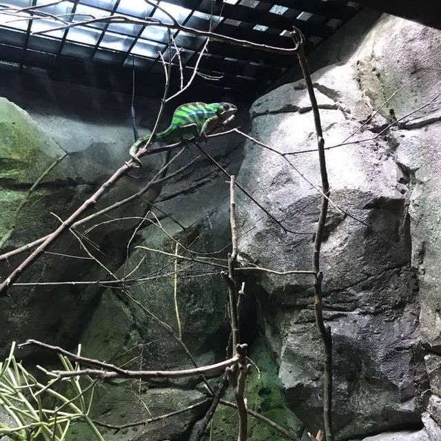 Reptiles at the Zoo