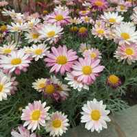 元朗賞花好去處～紫色風信子、彩色雛菊、大紅花、杜鵑花、繡球花等
