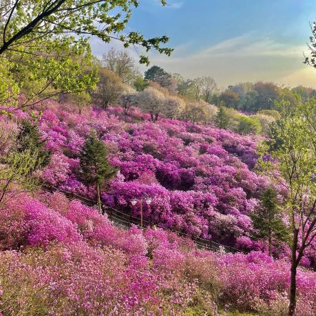 Go to Jindallae Park to see azaleas💓 | Trip.com Bucheon-si