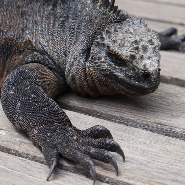 アシカやペンギンと触れ合えるガラパゴスのイザベラ島