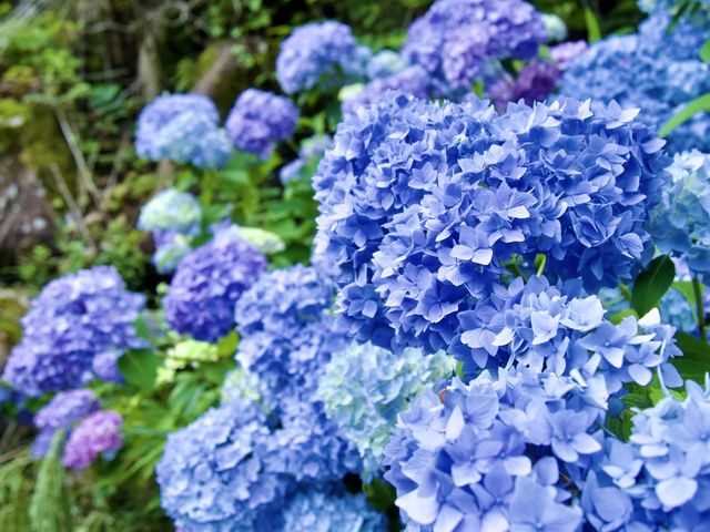 自然豊かな公園です。株杉は圧巻です。
