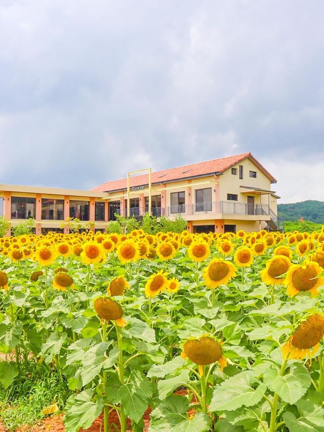 아직도 해바라기 못본 사람 없죠? 경주 해바라기 카페!