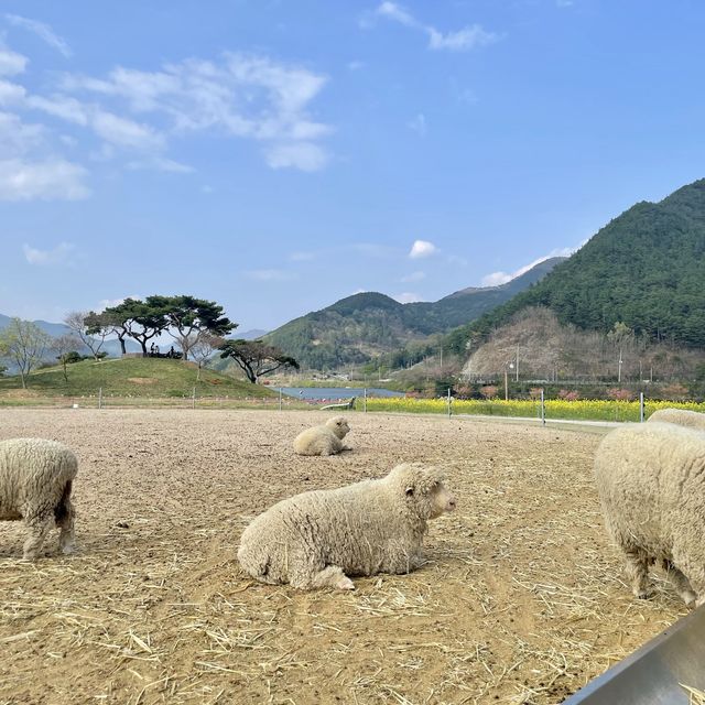 봄이 오면 꼭 가봐야 할 한국의 스위스! 전남 구례 <지리산치즈랜드> 봄이 오면 꼭 가봐야 할 한국의 스위스! 전남 구례 <지리산치즈랜드>