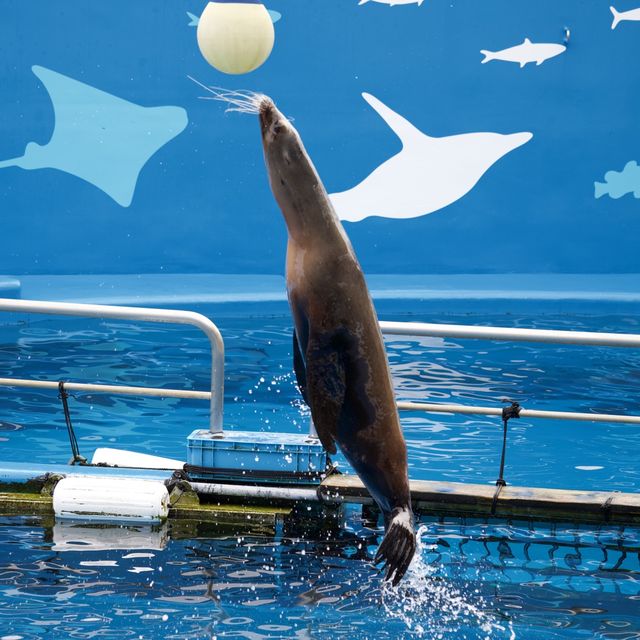 【仙台うみの杜水族館】仙台の家族で楽しめる水族館