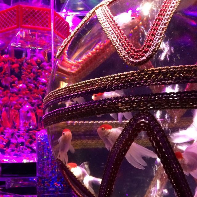 【東京】アートアクアリウム〜金魚〜進化するアート