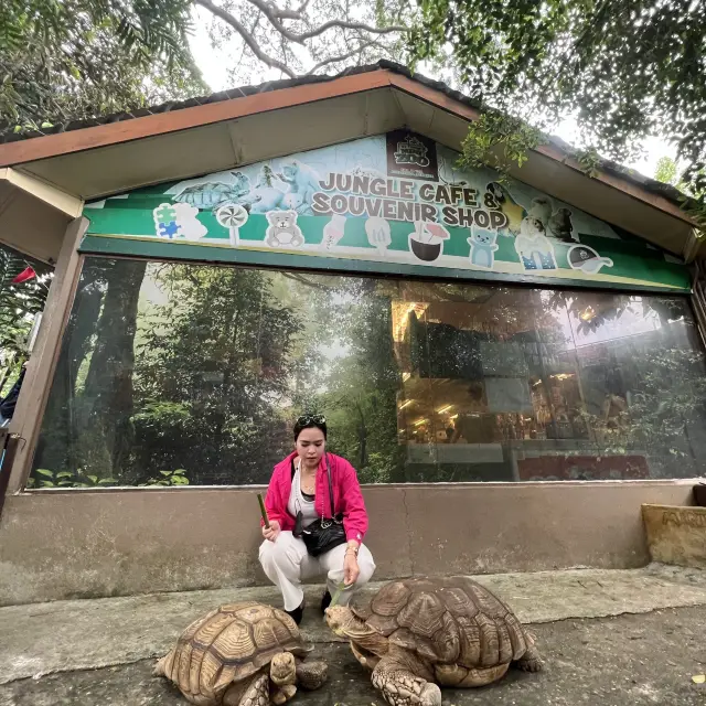 KL tower mini zoo